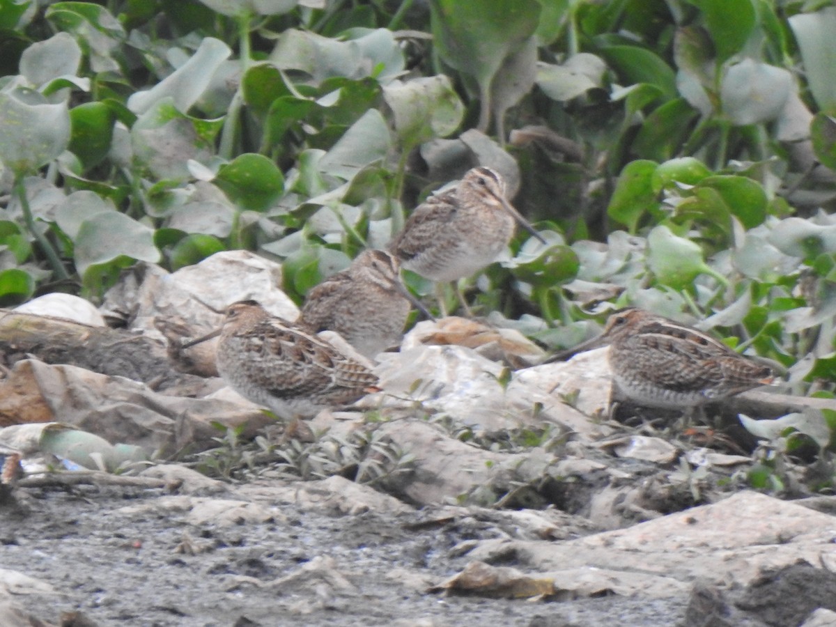 ub. bekkasin (Gallinago sp.) - ML409516101