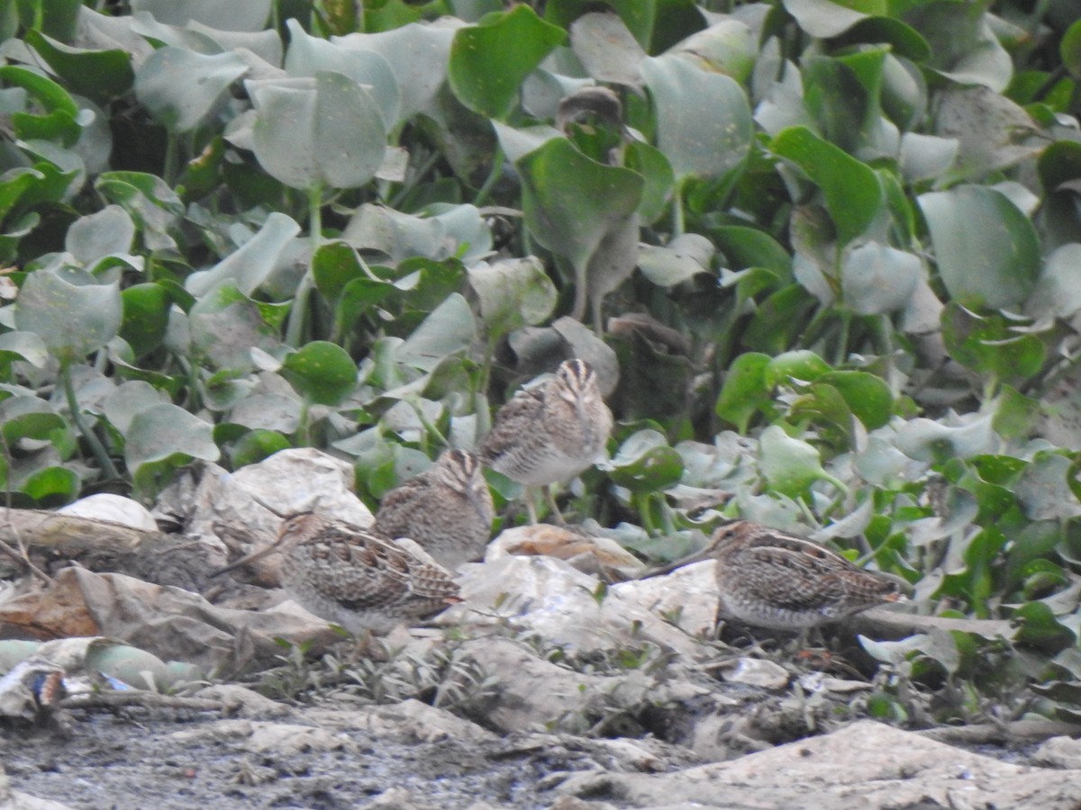 snipe sp. - KARTHIKEYAN R