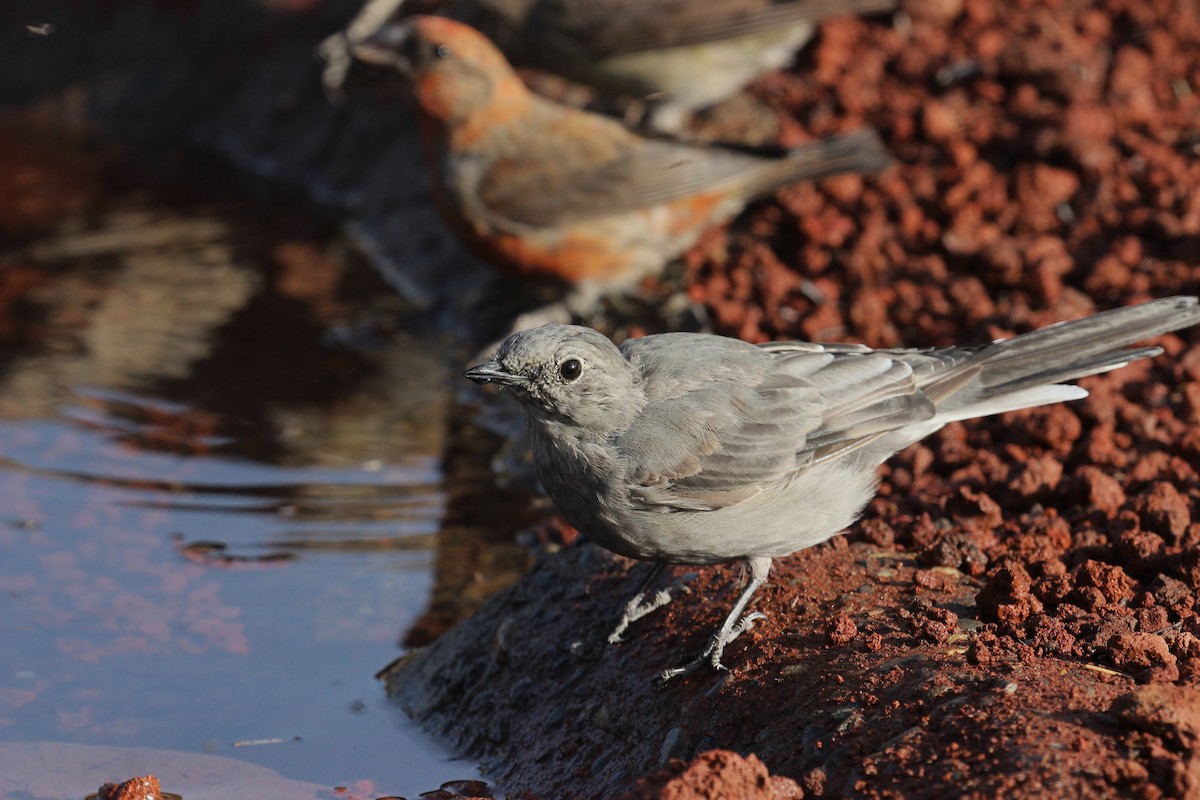 Townsend's Solitaire - ML40951751