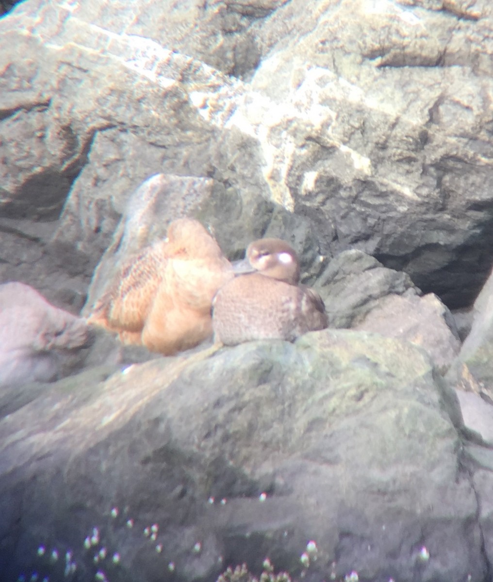 Harlequin Duck - ML40951801