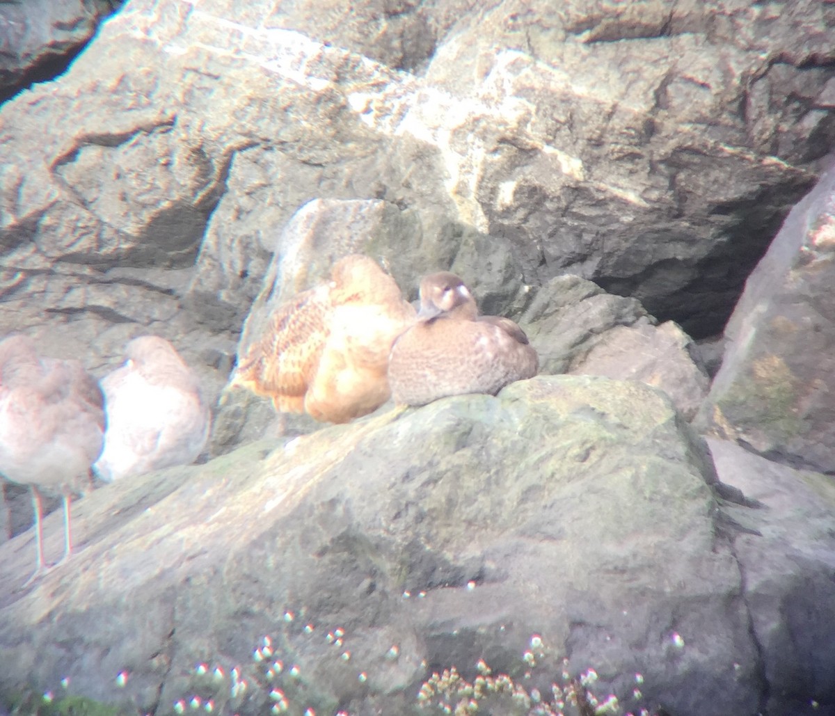 Harlequin Duck - ML40951811