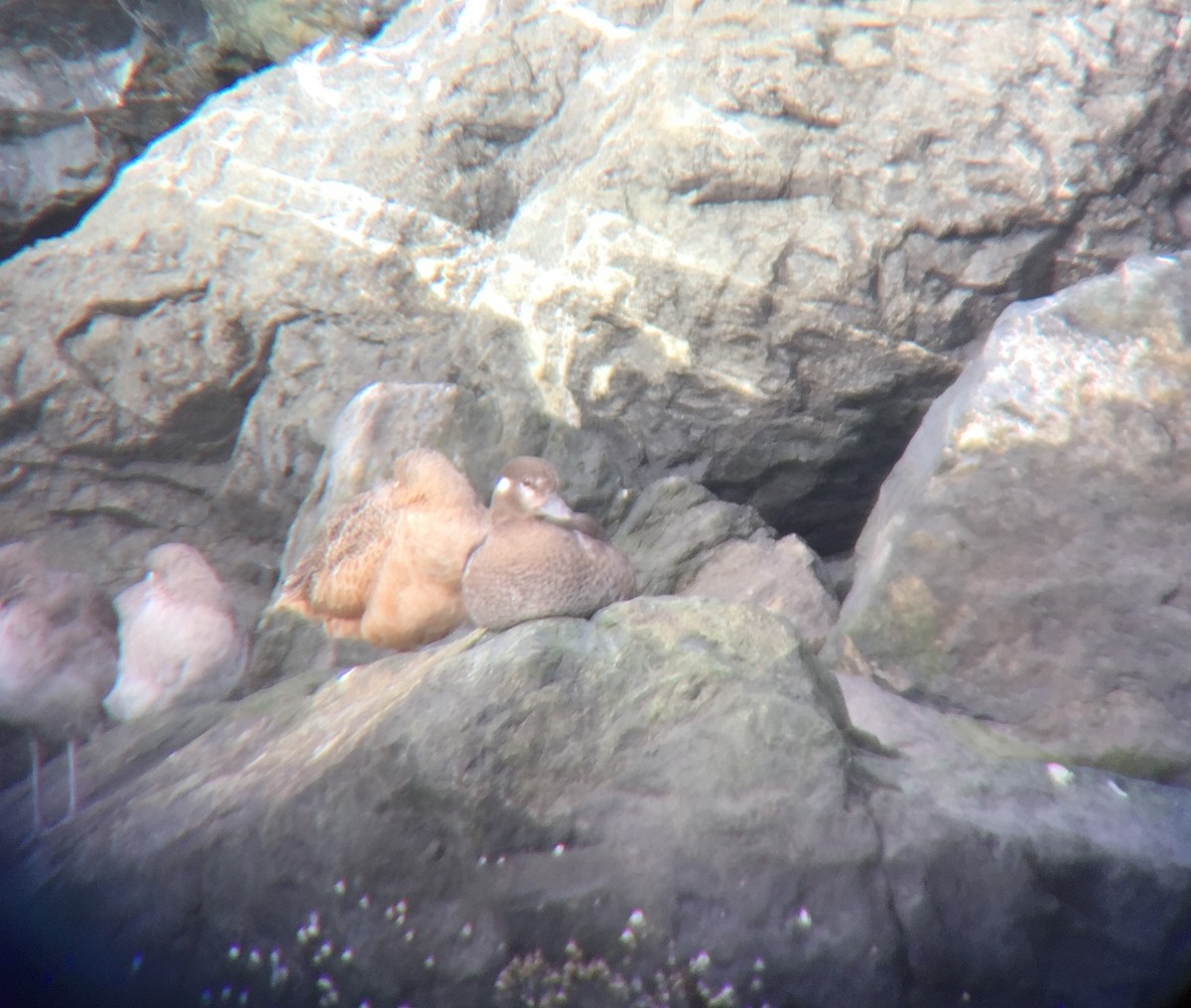 Harlequin Duck - ML40951831