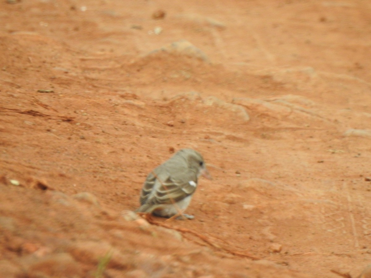 Yellow-throated Sparrow - ML409518841