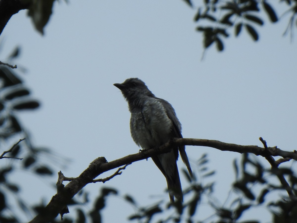 Large Cuckooshrike - ML409519251