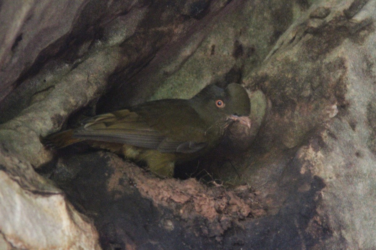 Guianan Cock-of-the-rock - ML409520541