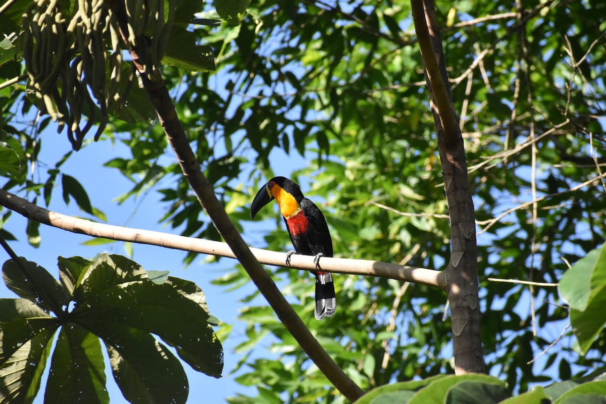 Dotterkehltukan - ML409520571