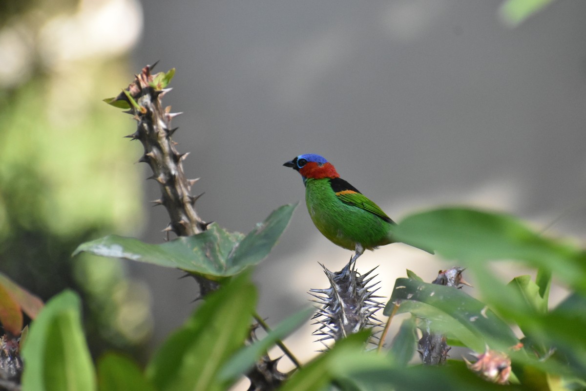 Blaukappentangare - ML409520751