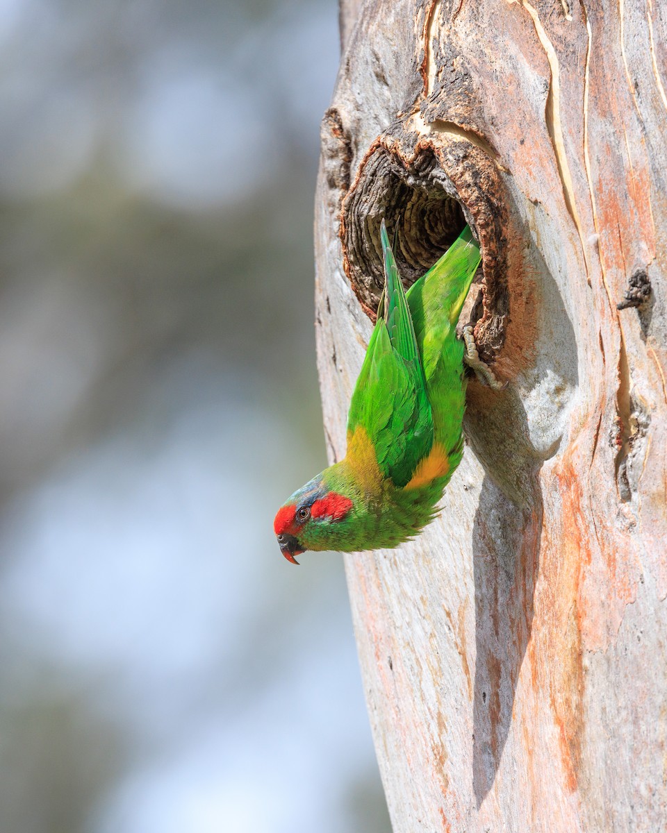 Musk Lorikeet - ML409521011