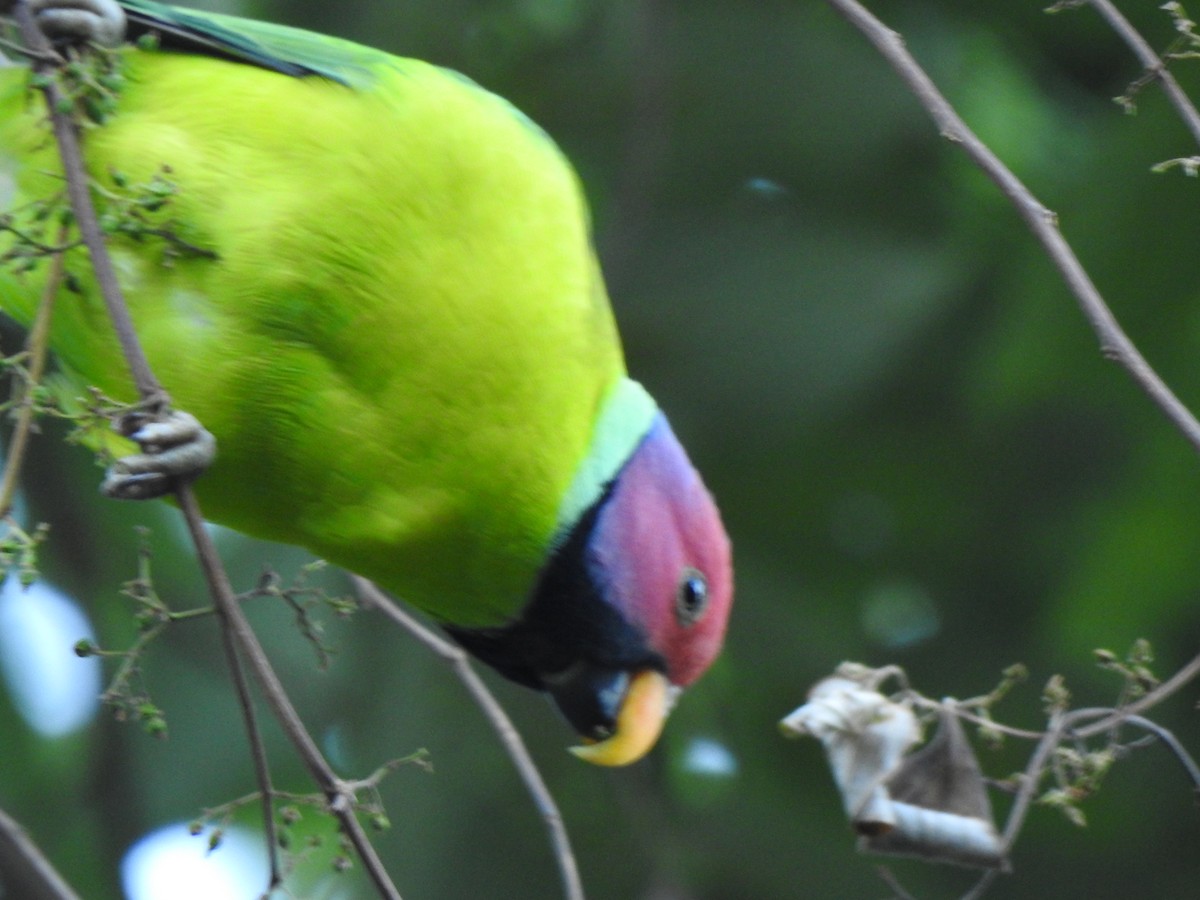 Plum-headed Parakeet - ML409521661