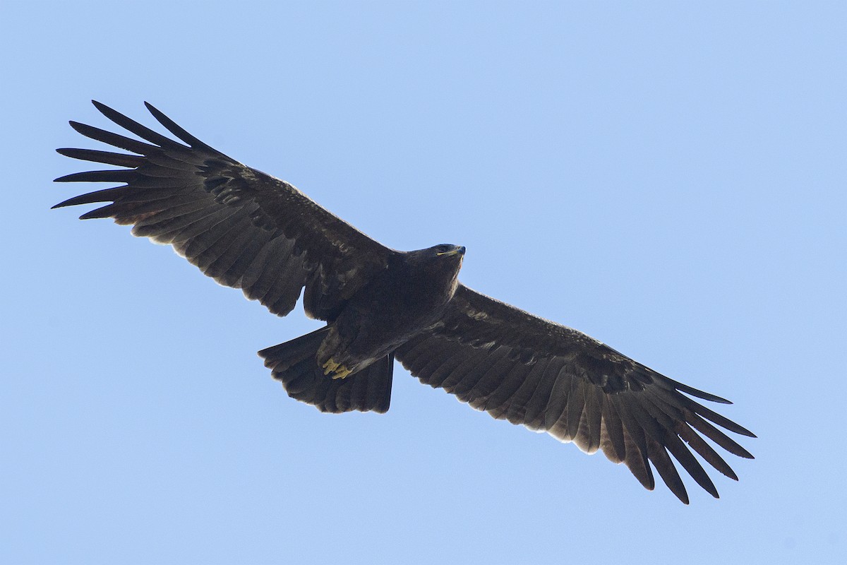 Indian Spotted Eagle - Sriram Reddy