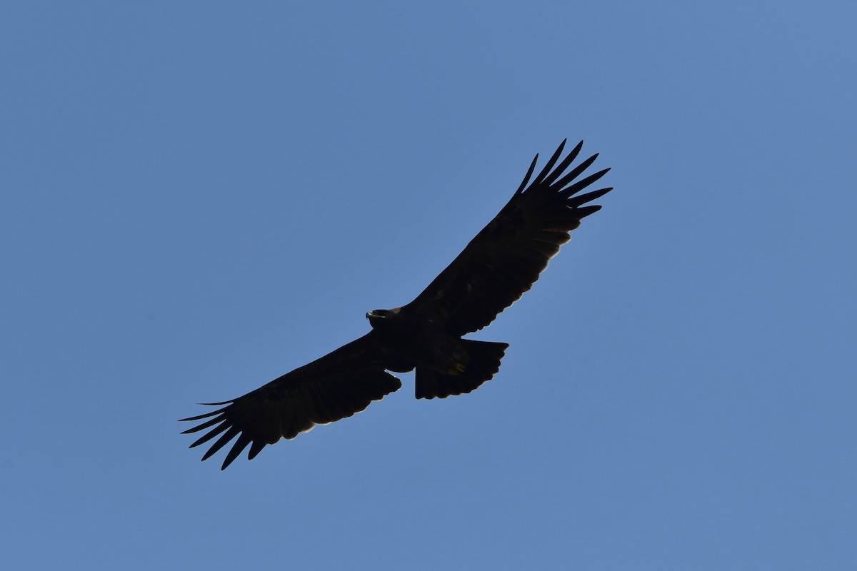 Indian Spotted Eagle - Sriram Reddy