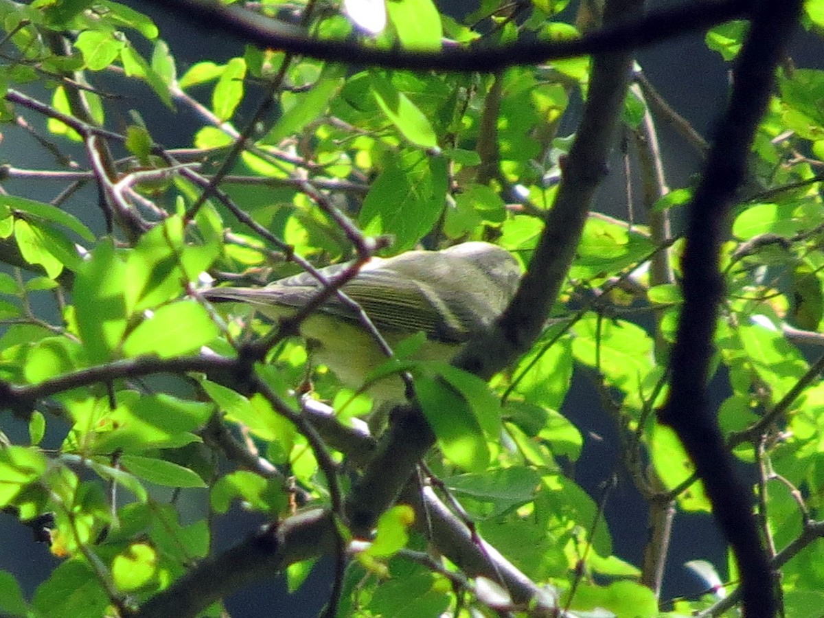 Phylloscopus sp. - Ritvik Singh