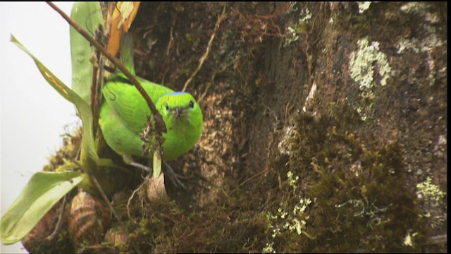 アオボウシミドリフウキンチョウ - ML409524