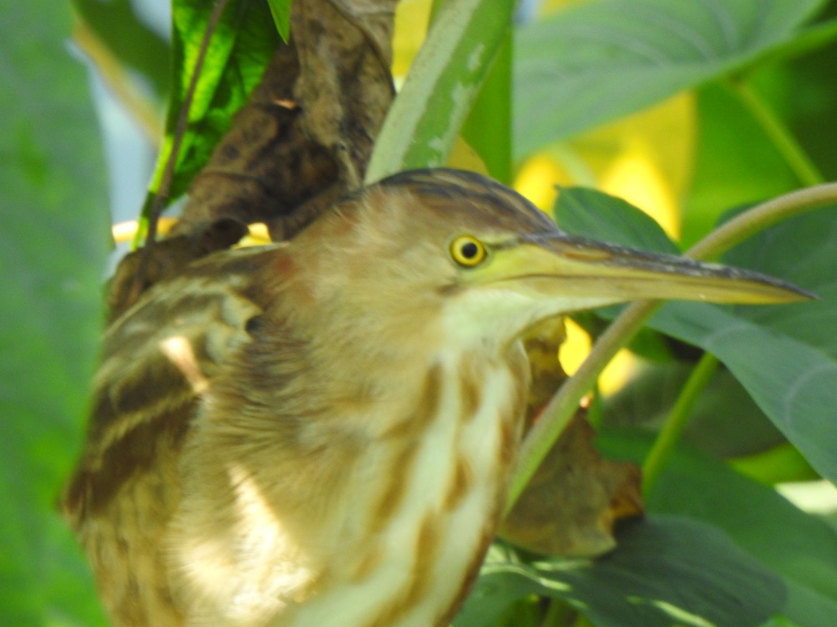 Yellow Bittern - ML409525211