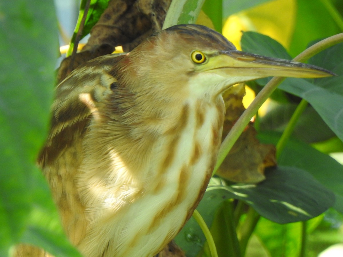 Yellow Bittern - ML409525221