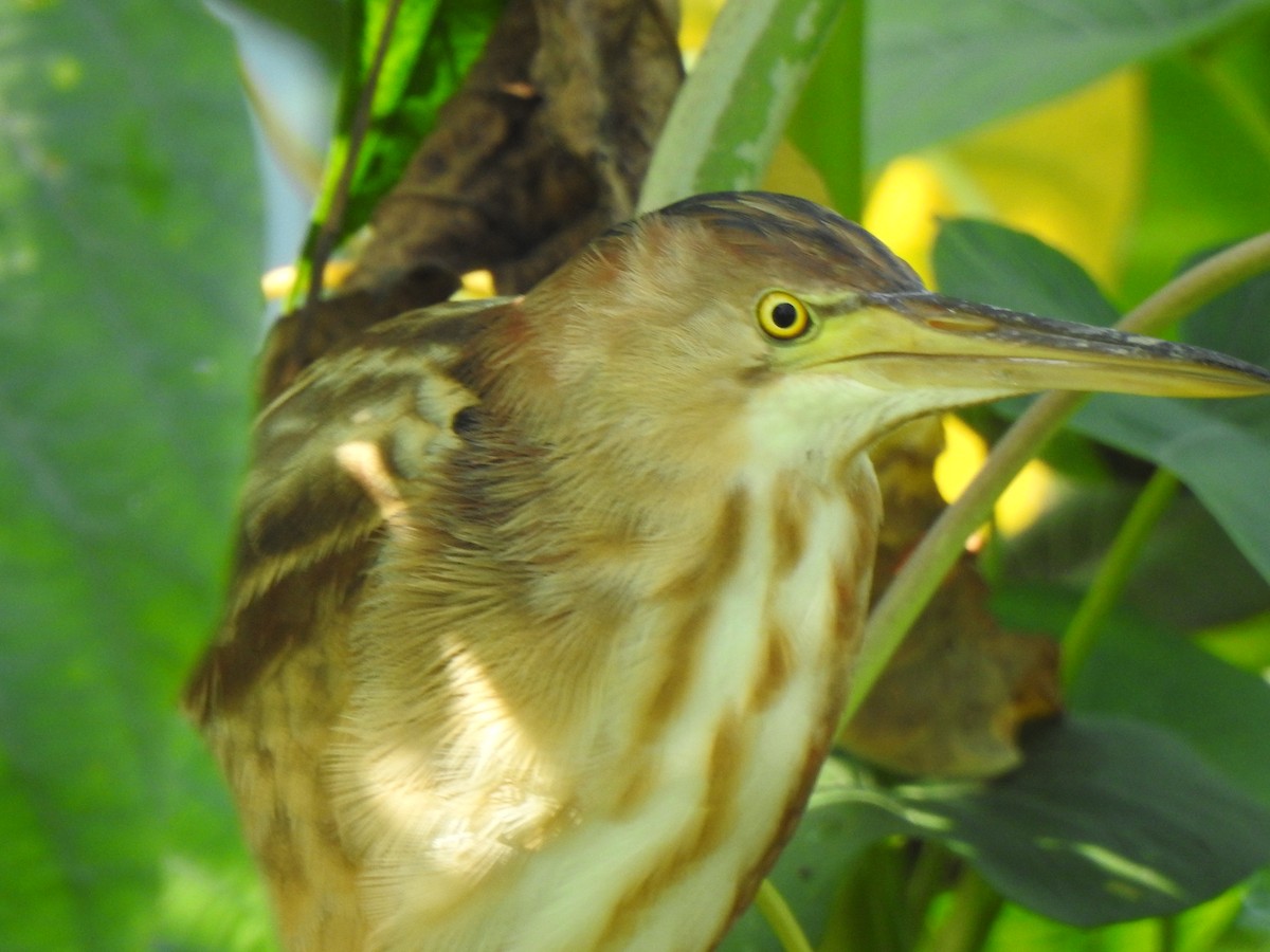 Yellow Bittern - ML409525231