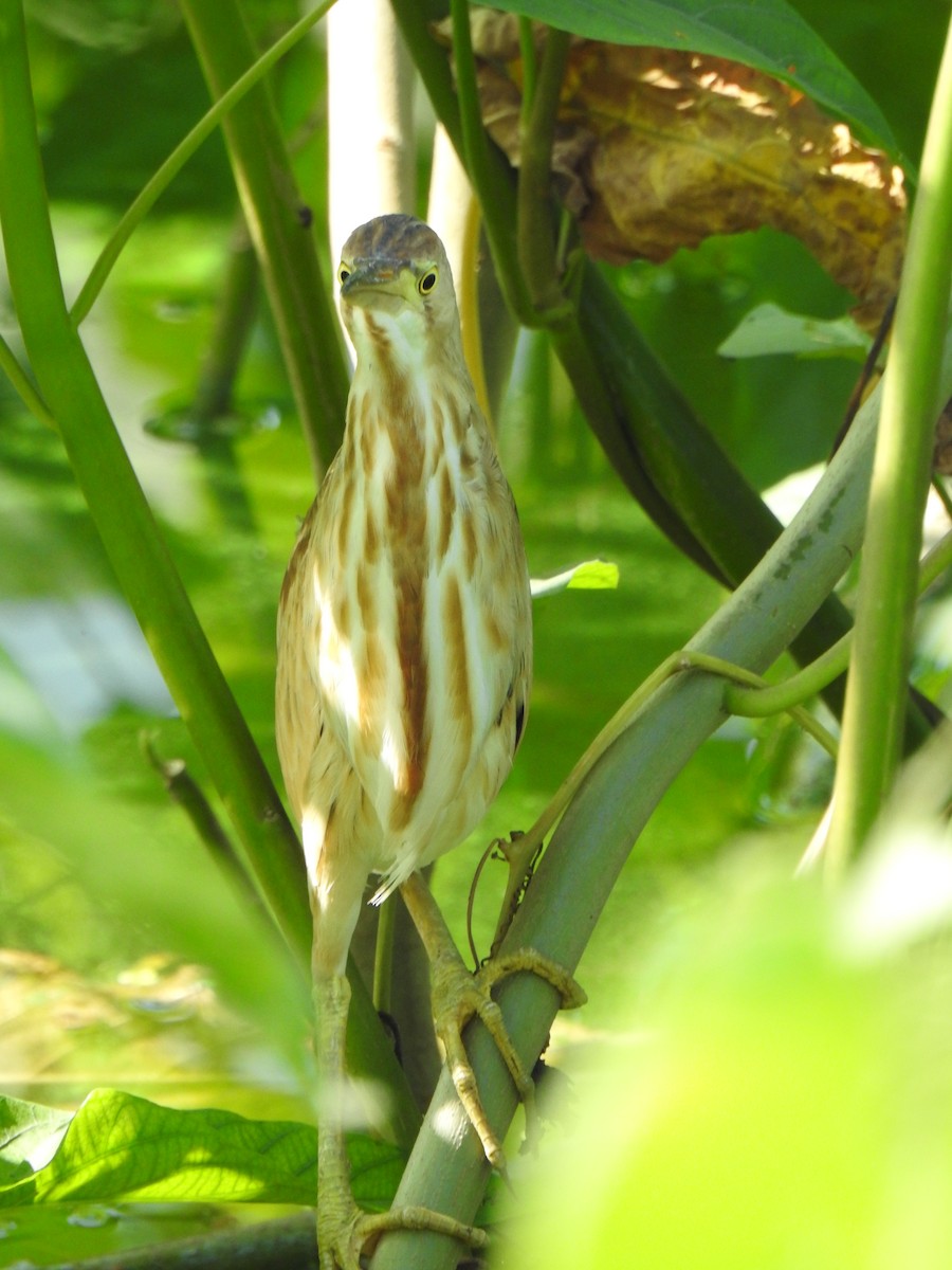 Yellow Bittern - ML409525241