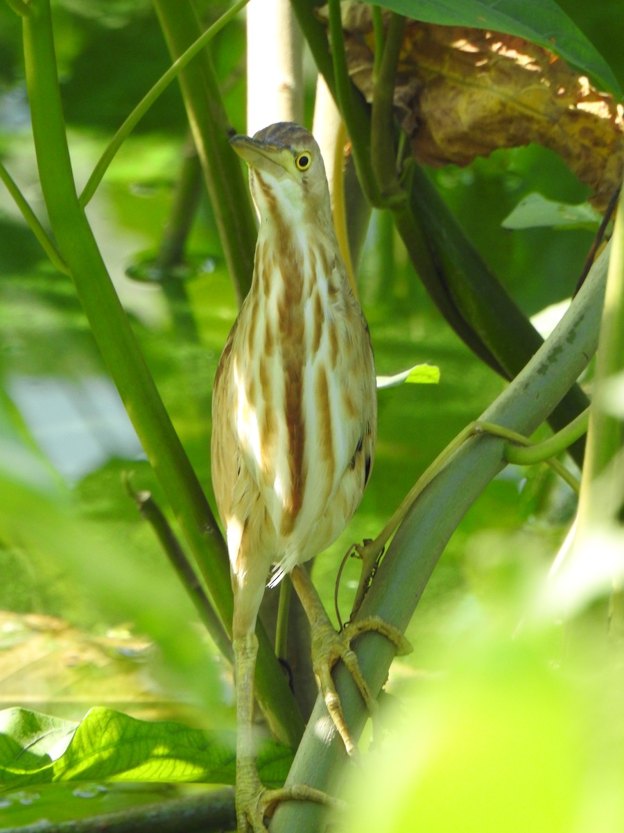 Yellow Bittern - ML409525251