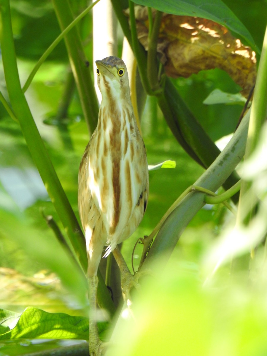 Yellow Bittern - ML409525261