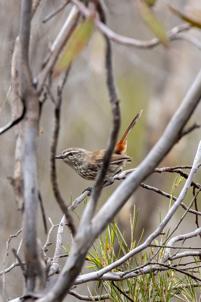 Shy Heathwren - ML409525371