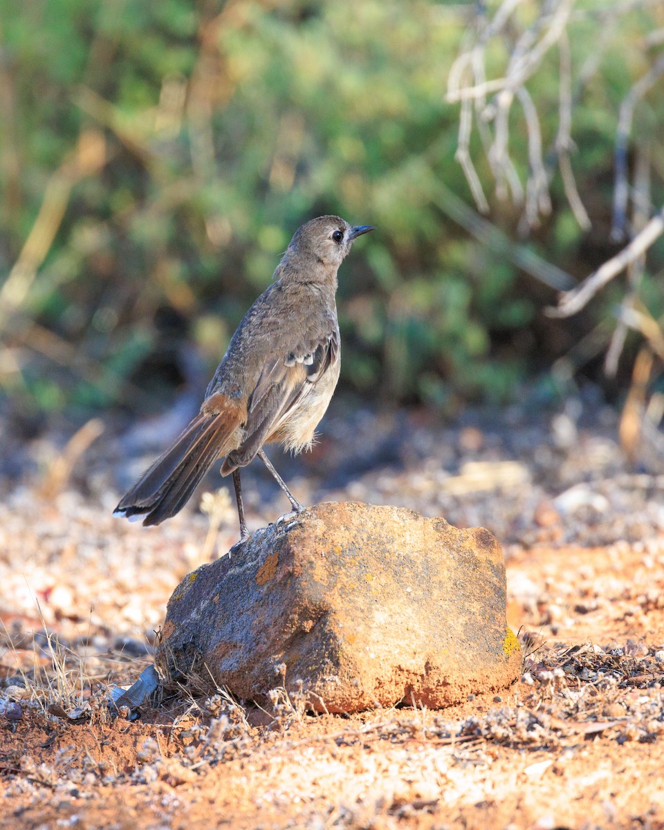 Southern Scrub-Robin - Clinton Nash & Maria Nicolaou