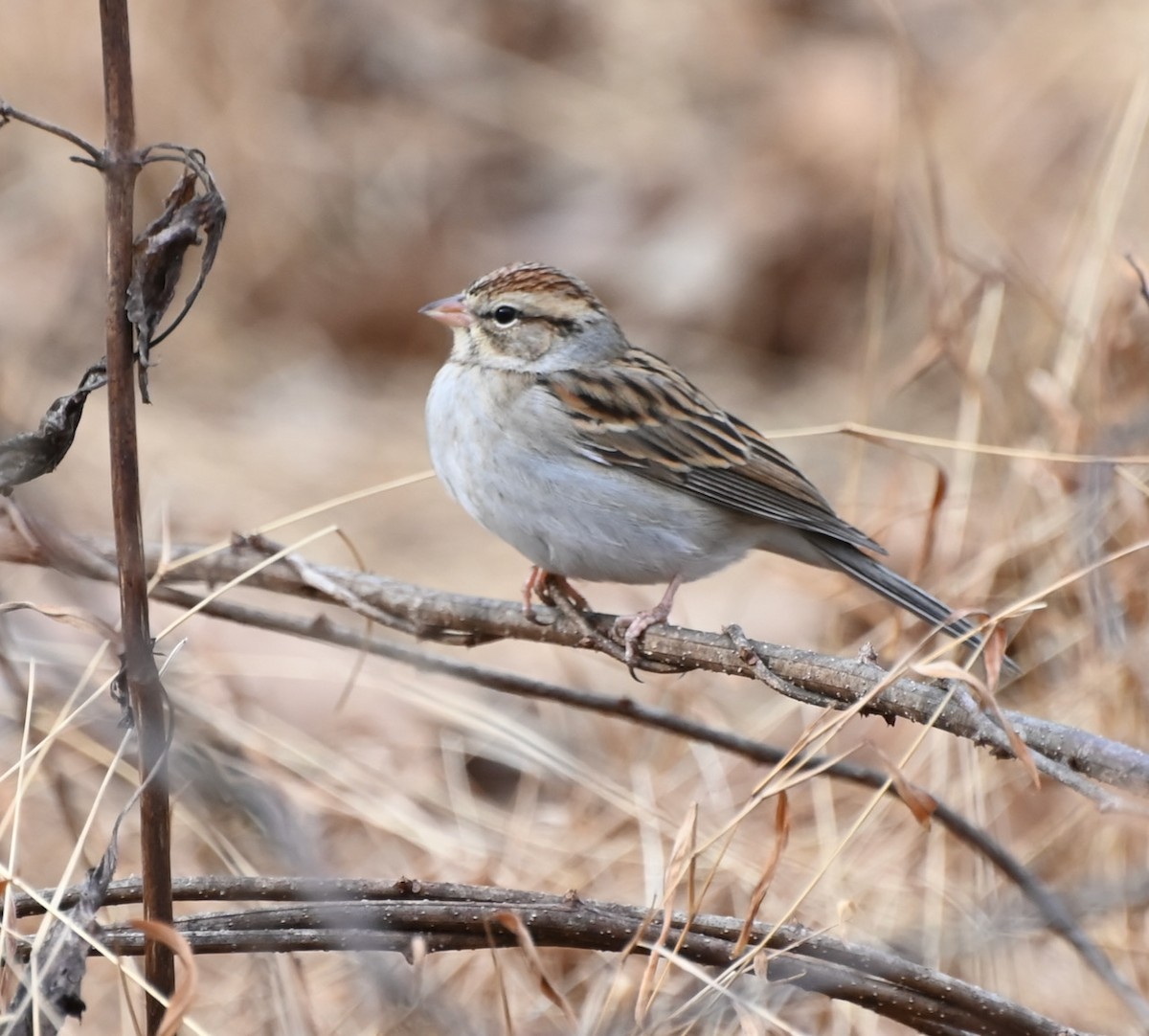 Chipping Sparrow - ML409526281