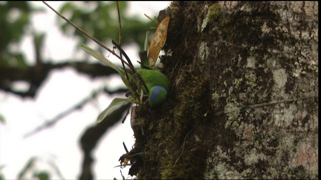 Golden-browed Chlorophonia - ML409527