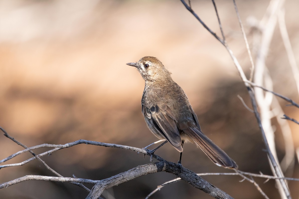 Southern Scrub-Robin - ML409527301