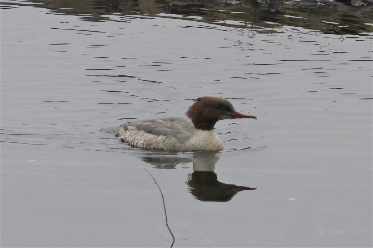 Gänsesäger - ML409527361