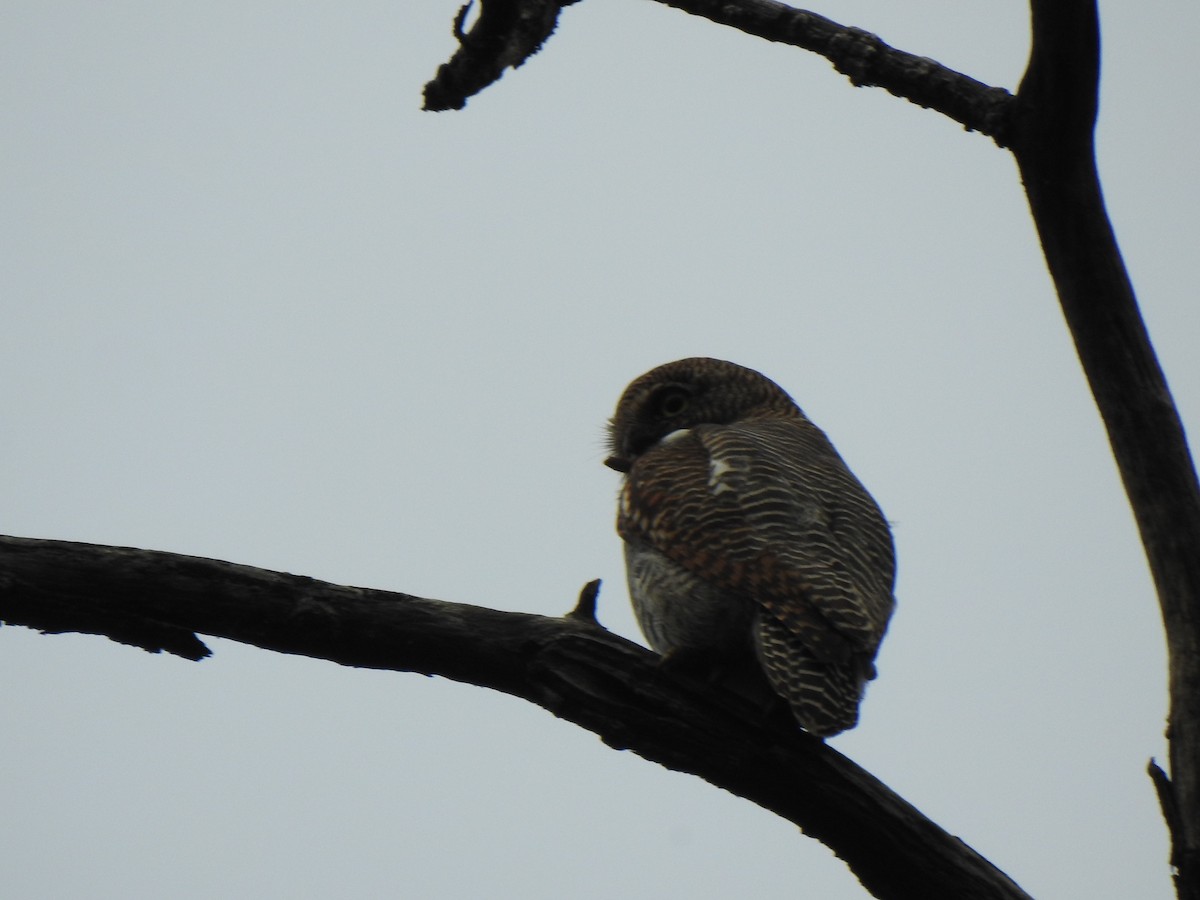 Jungle Owlet - ML409527401