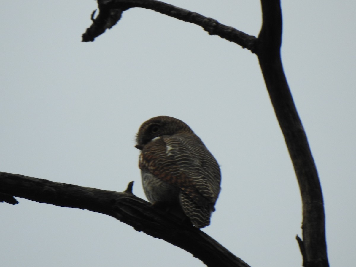 Jungle Owlet - ML409527411