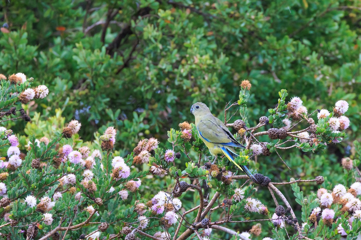 Rock Parrot - ML409527611