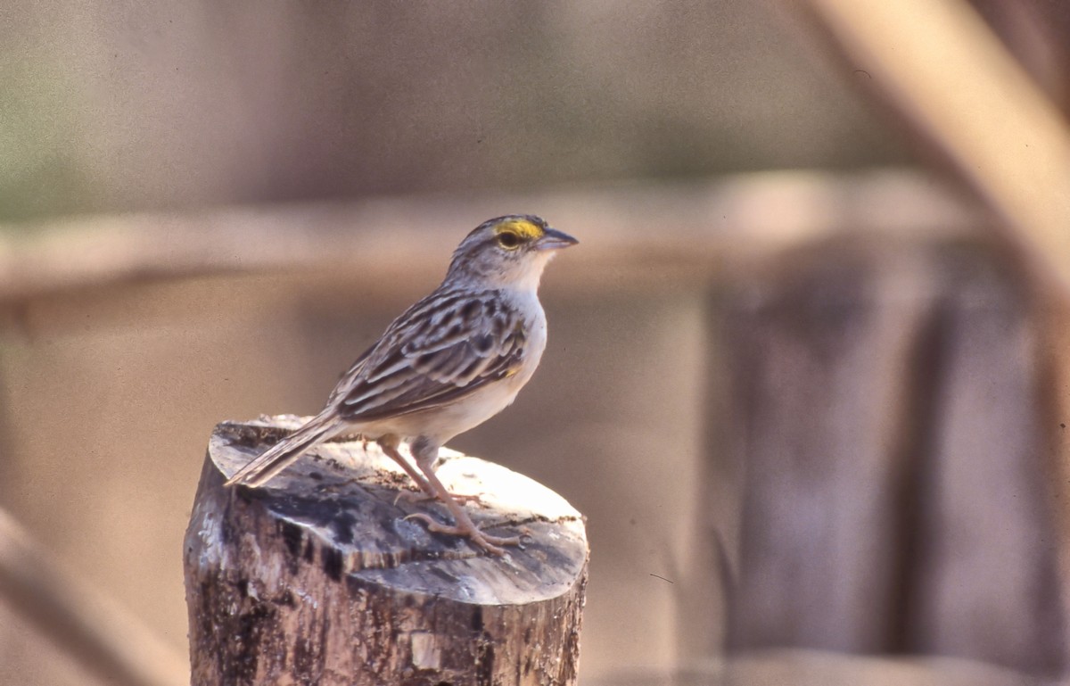 Yellow-browed Sparrow - ML409527701