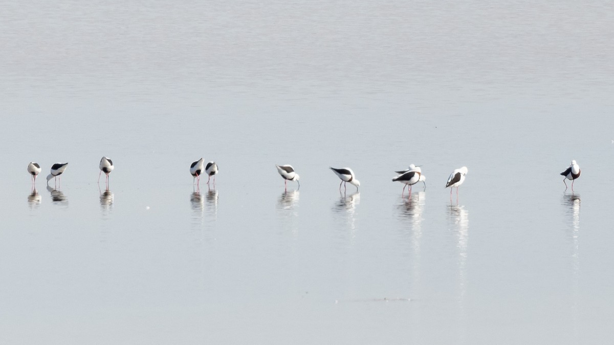 Échasse à tête blanche - ML409527761