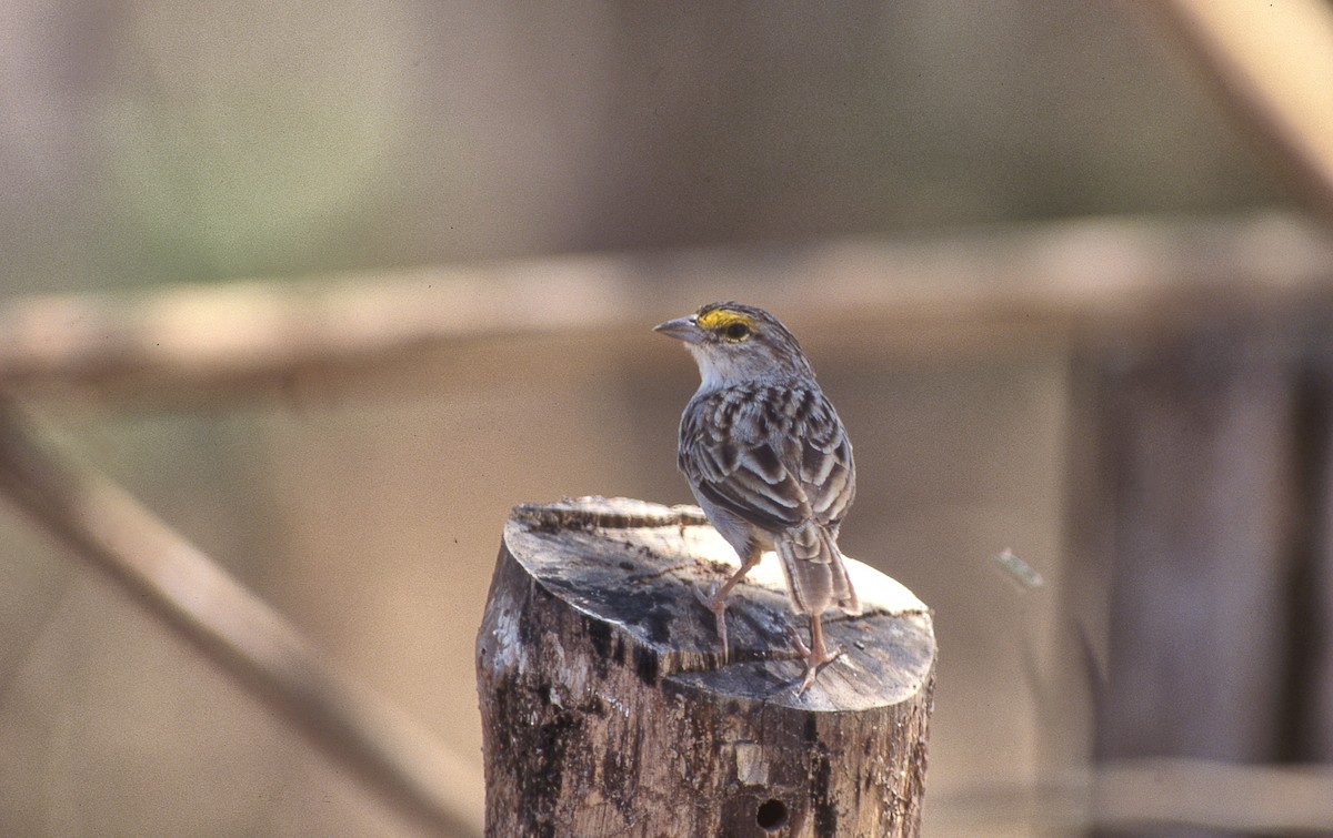 Yellow-browed Sparrow - ML409527771