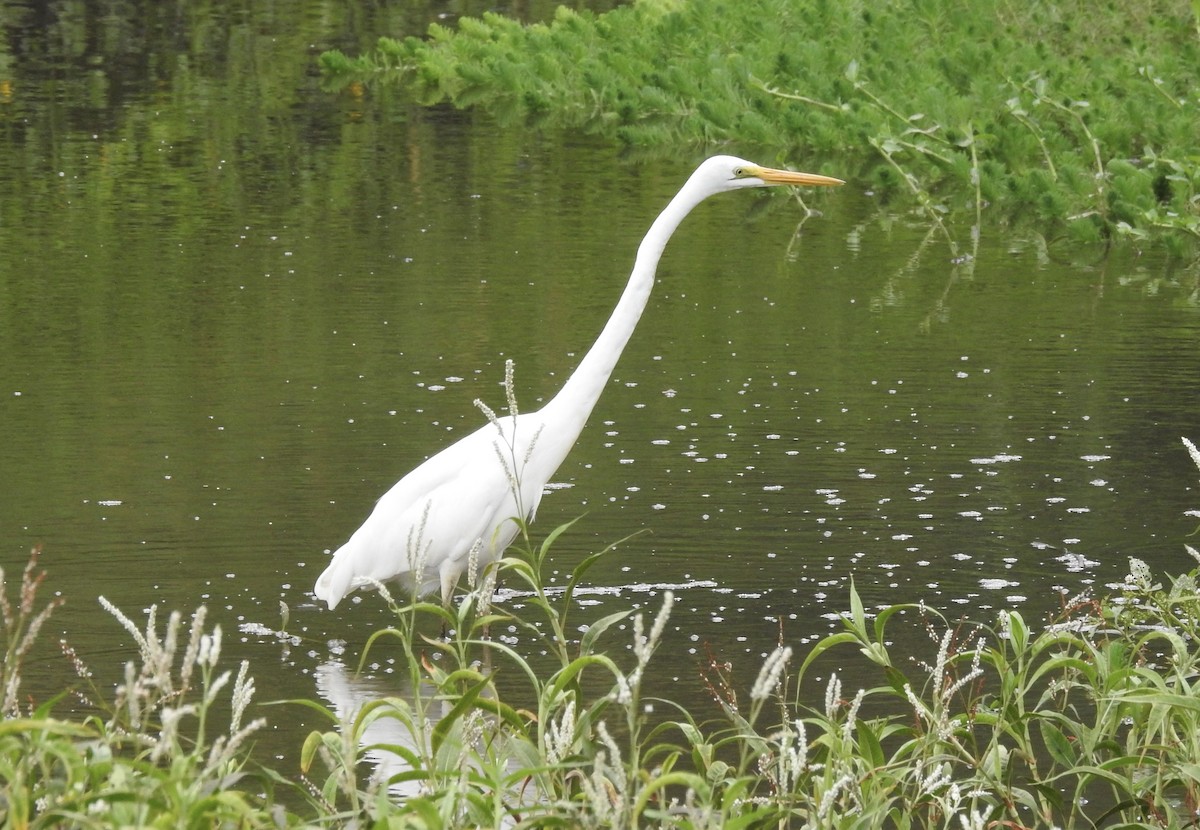 Great Egret - ML409527811