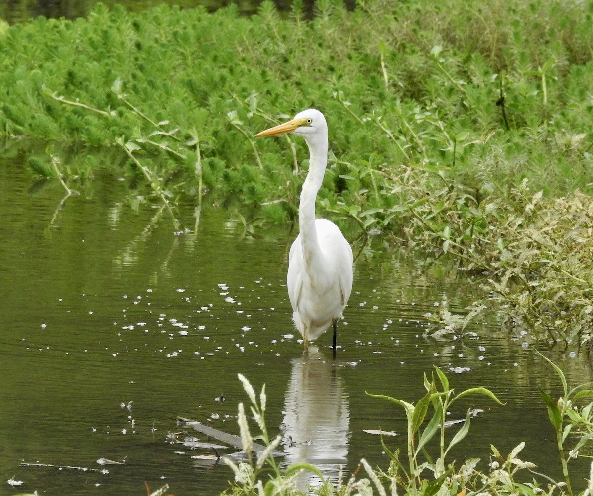 Great Egret - ML409527821