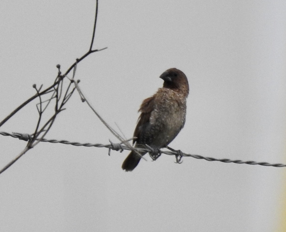 Scaly-breasted Munia - ML409527871