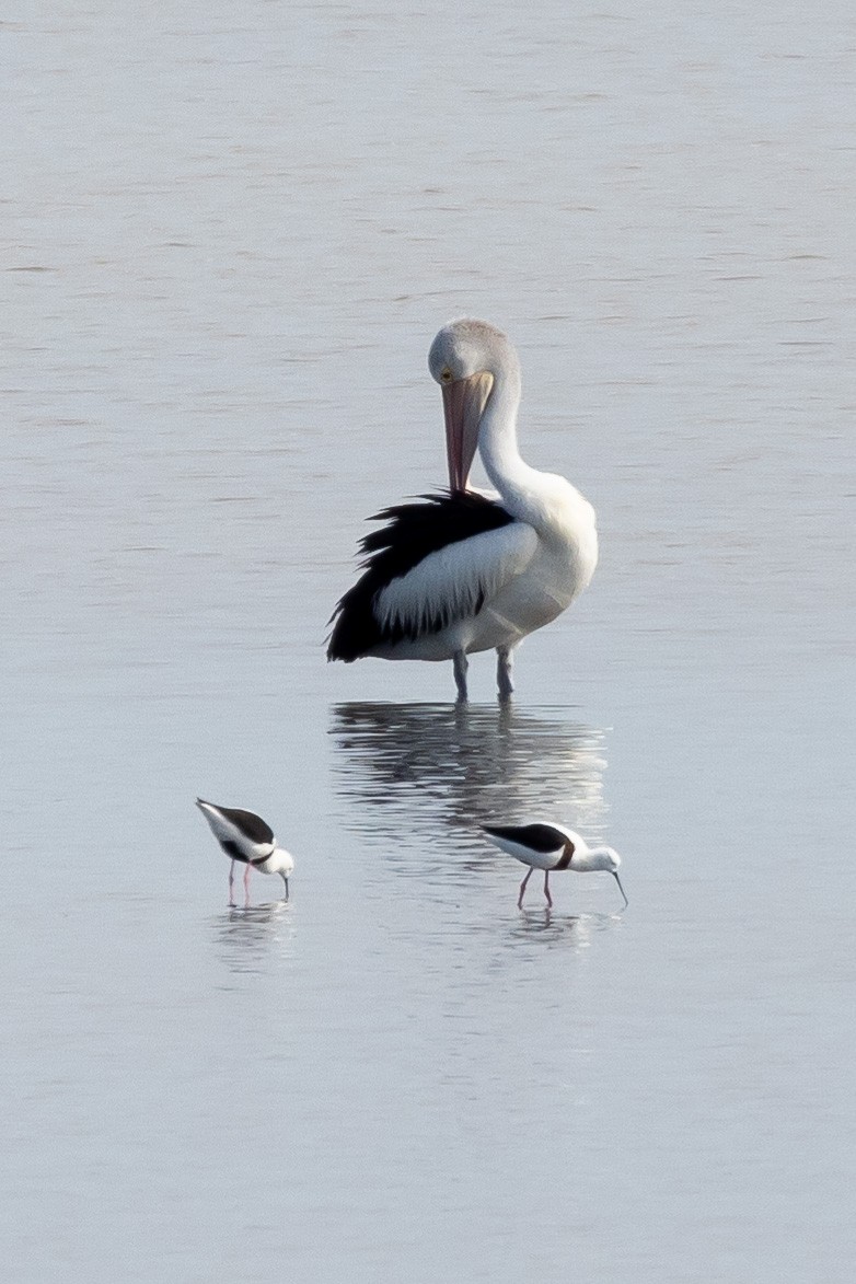 Banded Stilt - Clinton Nash & Maria Nicolaou