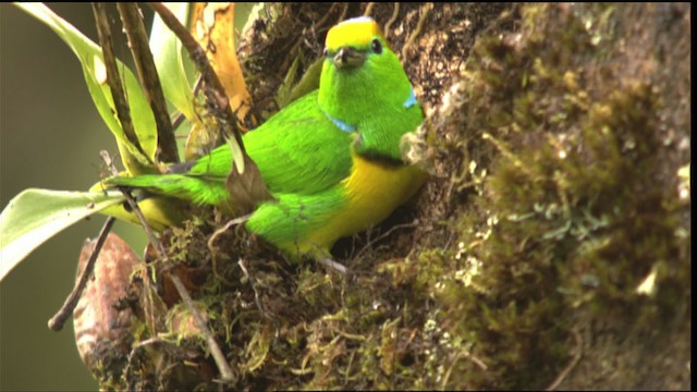 Golden-browed Chlorophonia - ML409528