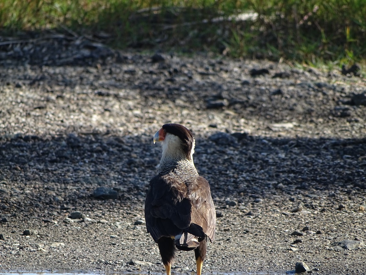Crested Caracara - ML409528121