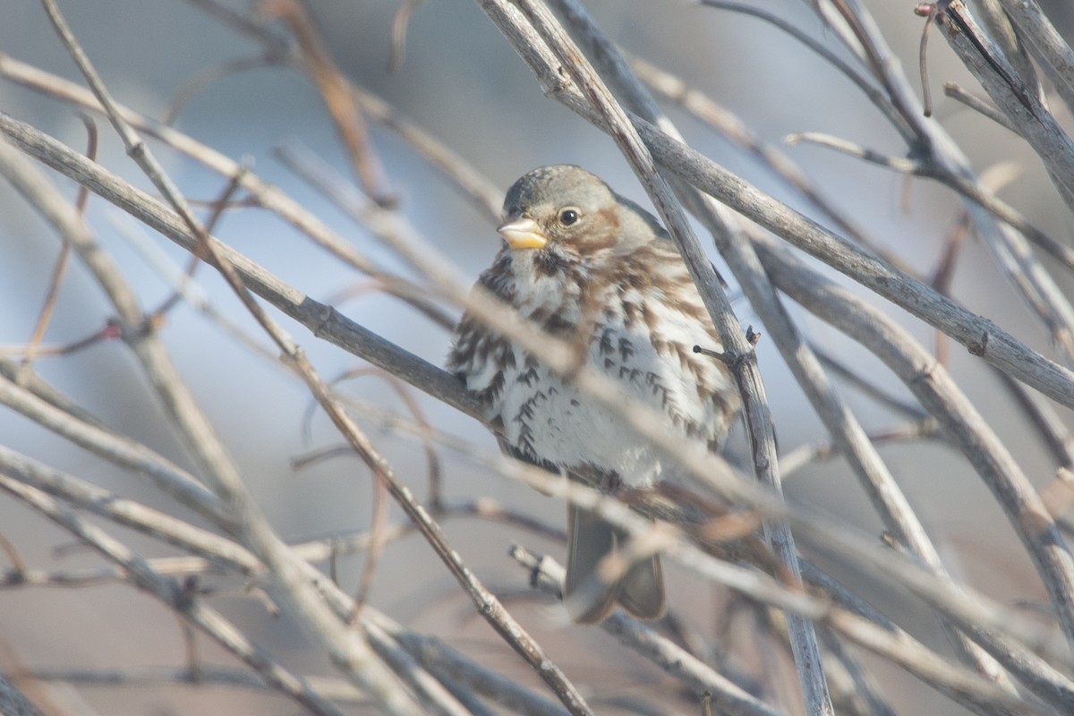 Fox Sparrow - ML409528291