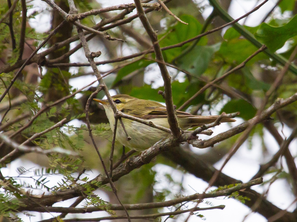 Mosquitero del Cáucaso - ML409528491