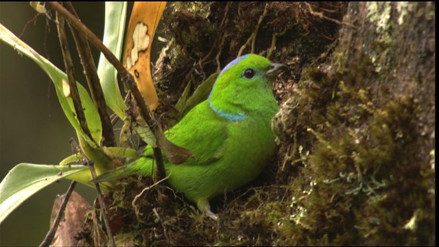 Golden-browed Chlorophonia - ML409529