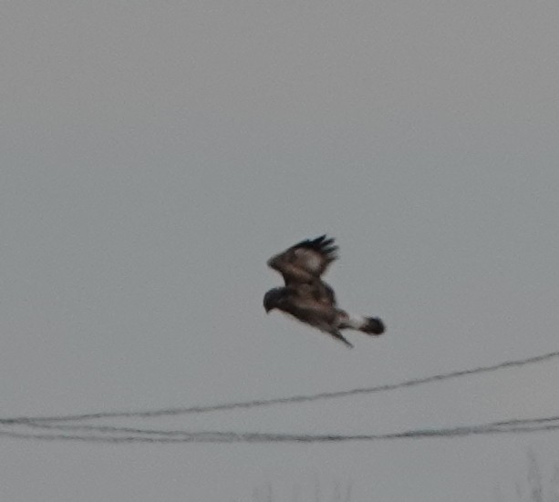 Rough-legged Hawk - ML409529611