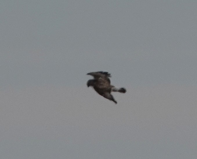 Rough-legged Hawk - ML409529621