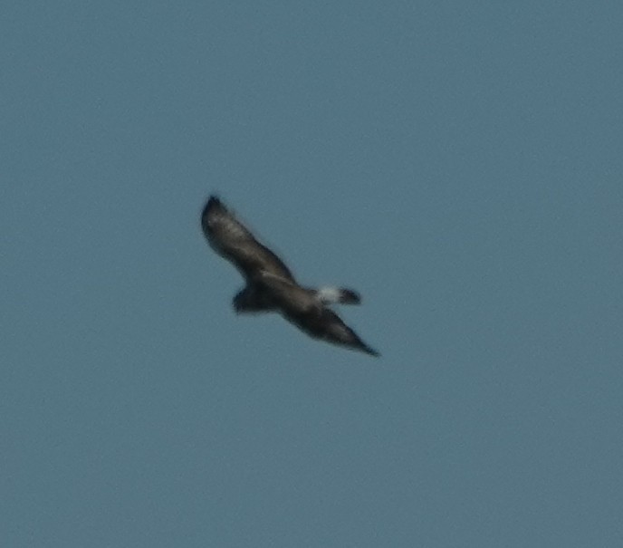 Rough-legged Hawk - ML409529631