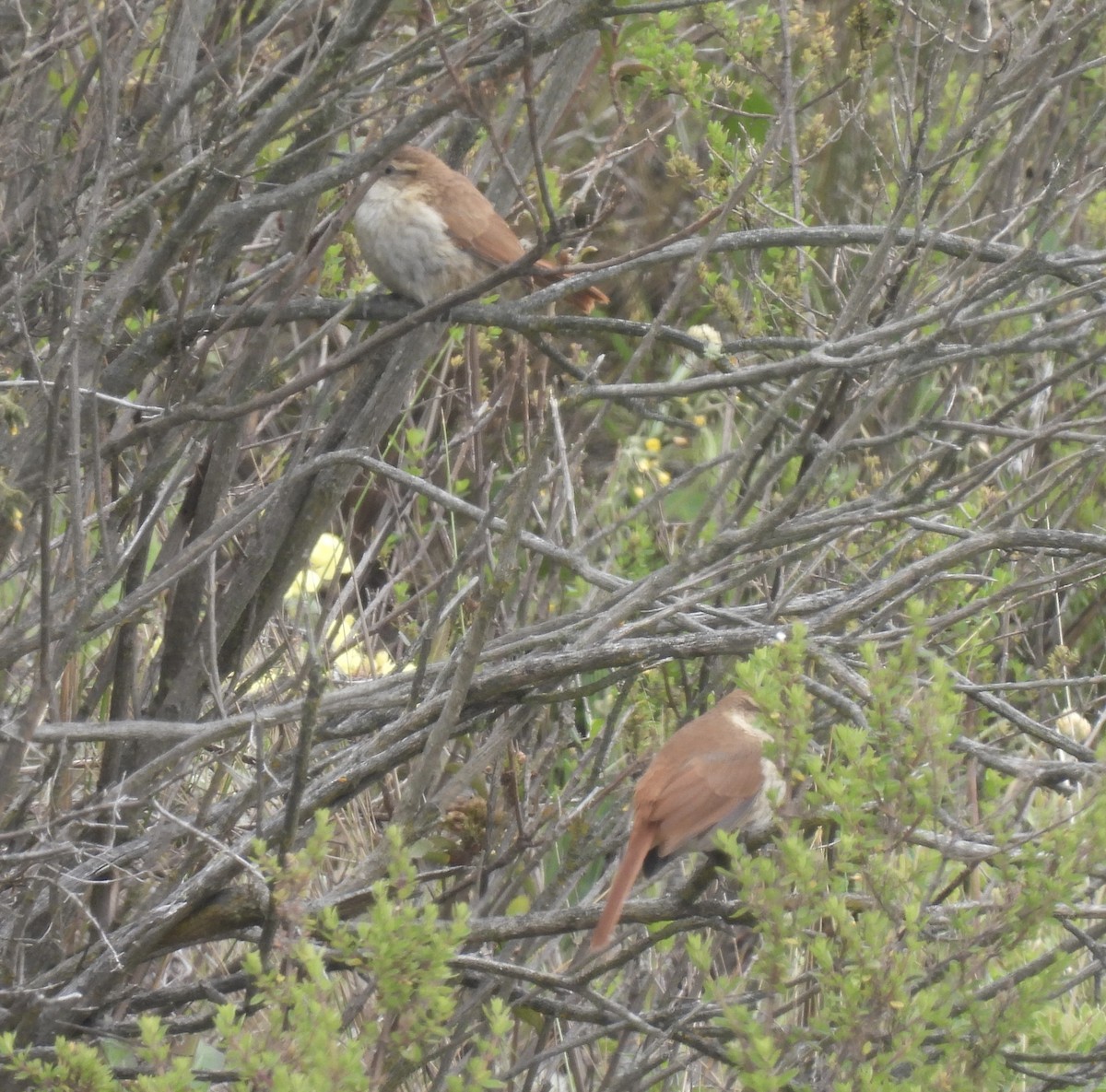 Streak-fronted Thornbird - ML409530381