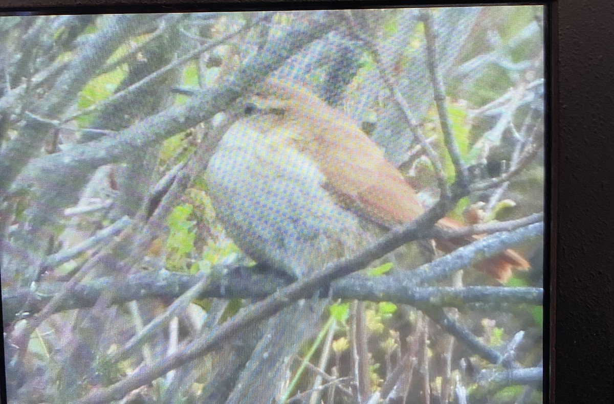 Streak-fronted Thornbird - ML409530391