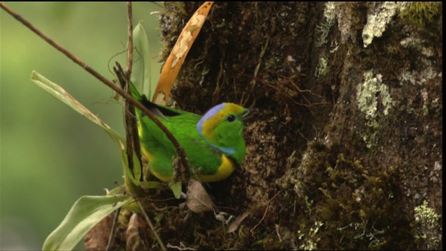 Golden-browed Chlorophonia - ML409531